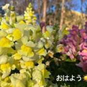 ヒメ日記 2025/03/11 07:32 投稿 さやか CLASSY.東京・錦糸町店