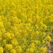 ヒメ日記 2025/03/14 07:52 投稿 さやか CLASSY.東京・錦糸町店