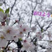 ヒメ日記 2025/04/03 07:22 投稿 さやか CLASSY.東京・錦糸町店