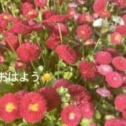 ヒメ日記 2025/04/18 07:42 投稿 さやか CLASSY.東京・錦糸町店