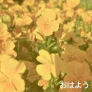 ヒメ日記 2025/04/20 08:22 投稿 さやか CLASSY.東京・錦糸町店