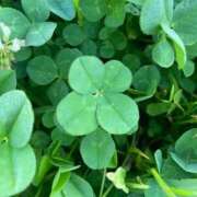 ヒメ日記 2025/04/25 10:22 投稿 さやか CLASSY.東京・錦糸町店