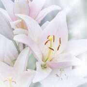 ヒメ日記 2025/04/28 10:03 投稿 さやか CLASSY.東京・錦糸町店