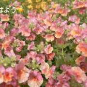 ヒメ日記 2025/11/08 07:12 投稿 さやか CLASSY.東京・錦糸町店