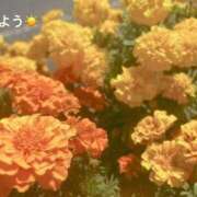 ヒメ日記 2025/11/16 07:02 投稿 さやか CLASSY.東京・錦糸町店