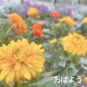 ヒメ日記 2026/01/24 07:42 投稿 さやか CLASSY.東京・錦糸町店