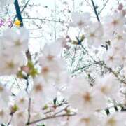 ヒメ日記 2026/03/26 07:22 投稿 さやか CLASSY.東京・錦糸町店