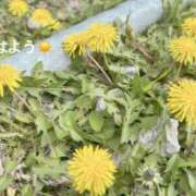 ヒメ日記 2026/03/31 07:32 投稿 さやか CLASSY.東京・錦糸町店