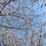 ヒメ日記 2025/04/12 12:54 投稿 ようこ パリス雄琴店