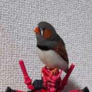 ヒメ日記 2025/07/12 17:22 投稿 ようこ パリス雄琴店