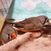 ヒメ日記 2025/10/02 12:22 投稿 ようこ パリス雄琴店