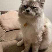 ヒメ日記 2025/07/09 08:53 投稿 天野とうか　仰せのままに…ご奉仕 ファーストクラス ルビー