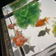 ヒメ日記 2025/07/23 08:43 投稿 天野とうか　仰せのままに…ご奉仕 ファーストクラス ルビー