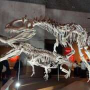 風宮 こはる大当たり可愛すぎる 🔥大絶滅展🔥 ファーストクラス ルビー