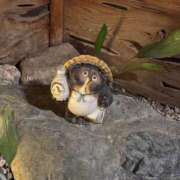 ヒメ日記 2026/01/21 01:53 投稿 風宮 こはる大当たり可愛すぎる ファーストクラス ルビー