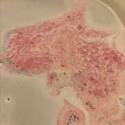 ヒメ日記 2026/03/02 00:14 投稿 風宮 こはる大当たり可愛すぎる ファーストクラス ルビー