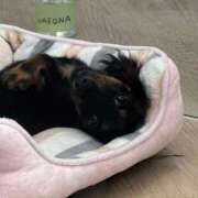 ヒメ日記 2026/03/14 17:13 投稿 風宮 こはる大当たり可愛すぎる ファーストクラス ルビー