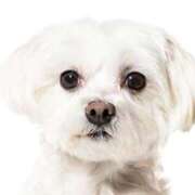 ヒメ日記 2026/04/05 16:03 投稿 風宮 こはる大当たり可愛すぎる ファーストクラス ルビー