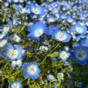 ヒメ日記 2025/04/18 10:53 投稿 西野 はじめ　未経験Ｍおしとやか ファーストクラス ルビー