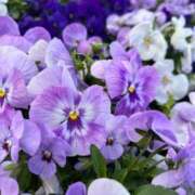 ヒメ日記 2025/04/03 14:10 投稿 日向瀬 せな 極上超カワ美少女 ファーストクラス ルビー