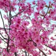 ヒメ日記 2025/04/12 18:03 投稿 日向瀬 せな 極上超カワ美少女 ファーストクラス ルビー