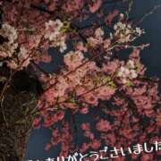 ヒメ日記 2025/04/04 00:32 投稿 葉山さな 五十路マダムエクスプレス横浜店（カサブランカグループ）