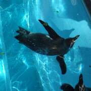 ヒメ日記 2025/05/22 18:00 投稿 葉山さな 五十路マダムエクスプレス横浜店（カサブランカグループ）