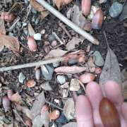 ヒメ日記 2025/10/24 18:40 投稿 葉山さな 五十路マダムエクスプレス横浜店（カサブランカグループ）