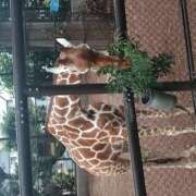 ヒメ日記 2026/08/13 19:00 投稿 葉山さな 五十路マダムエクスプレス横浜店（カサブランカグループ）