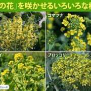 ヒメ日記 2025/04/29 08:37 投稿 東雲みなみハイスタンダード -NEO-皇帝別館（中央街）