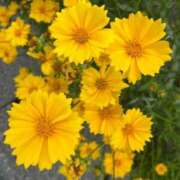 ヒメ日記 2025/09/11 21:15 投稿 ヒメ Celeb Garden(セレブガーデン)