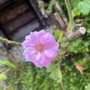 ヒメ 出勤してます💓 Celeb Garden(セレブガーデン)