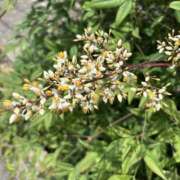 ヒメ日記 2025/06/20 08:58 投稿 新人 わさびｻﾝ De愛急行 栗東インター店