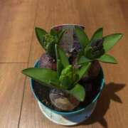 ヒメ日記 2025/01/15 09:41 投稿 みのり 熟女の風俗最終章 相模原店