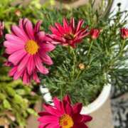 ヒメ日記 2025/02/15 05:15 投稿 みのり 熟女の風俗最終章 相模原店