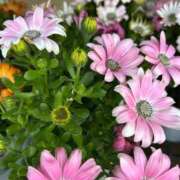 ヒメ日記 2025/04/14 04:55 投稿 みのり 熟女の風俗最終章 相模原店