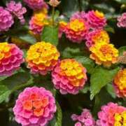 ヒメ日記 2025/04/17 06:15 投稿 みのり 熟女の風俗最終章 相模原店