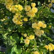 ヒメ日記 2025/04/18 05:11 投稿 みのり 熟女の風俗最終章 相模原店