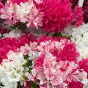 ヒメ日記 2025/04/28 05:40 投稿 みのり 熟女の風俗最終章 相模原店