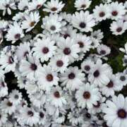 ヒメ日記 2025/04/28 05:52 投稿 みのり 熟女の風俗最終章 相模原店