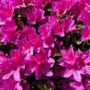 ヒメ日記 2025/04/28 08:20 投稿 みのり 熟女の風俗最終章 相模原店