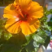 ヒメ日記 2025/04/29 08:20 投稿 みのり 熟女の風俗最終章 相模原店