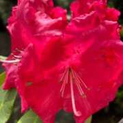 ヒメ日記 2025/05/02 05:35 投稿 みのり 熟女の風俗最終章 相模原店