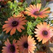 ヒメ日記 2025/05/03 12:01 投稿 みのり 熟女の風俗最終章 相模原店