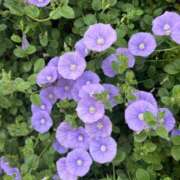 ヒメ日記 2025/05/14 06:28 投稿 みのり 熟女の風俗最終章 相模原店