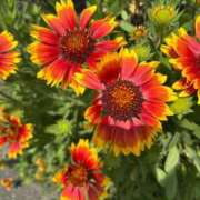 ヒメ日記 2025/05/15 05:40 投稿 みのり 熟女の風俗最終章 相模原店