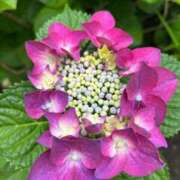 ヒメ日記 2025/06/10 05:50 投稿 みのり 熟女の風俗最終章 相模原店