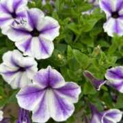 ヒメ日記 2025/06/12 05:56 投稿 みのり 熟女の風俗最終章 相模原店