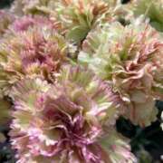 ヒメ日記 2026/04/14 04:50 投稿 みのり 熟女の風俗最終章 相模原店