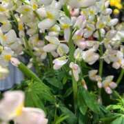 ヒメ日記 2026/04/18 06:10 投稿 みのり 熟女の風俗最終章 相模原店